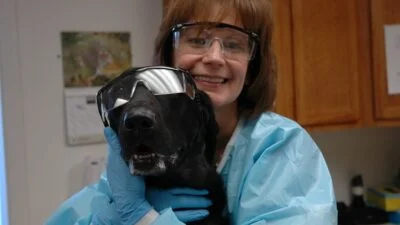 6 Tips For Caring For Pets Battling Cancer