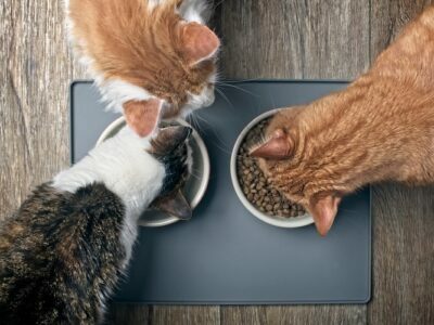 Cat Health, Cat Care and Cat Food Information Cat Health, Cat Care and Cat Food Information