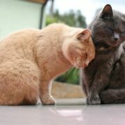 Cats For Anxiety And Depression