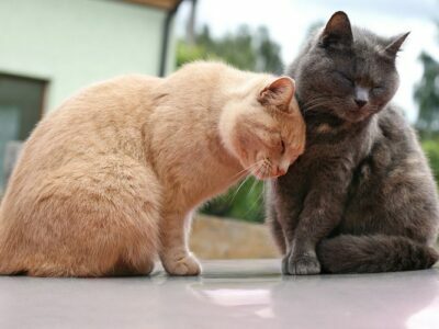 Cats For Anxiety And Depression: Best Companion You Should Have Cats For Anxiety And Depression