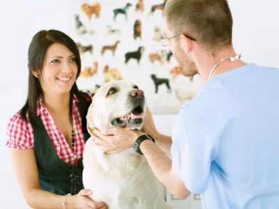 Everything You Need to Know About Pet Insurance