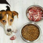 Healthy Food Choices For Pets