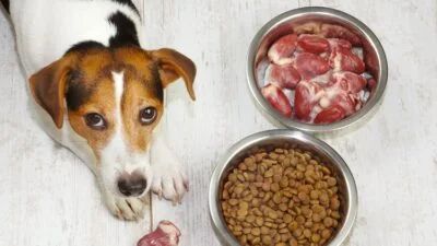 Healthy Food Choices For Pets