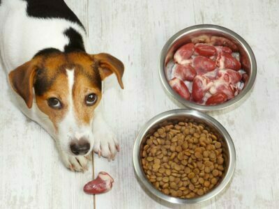 Healthy Food Choices For Pets