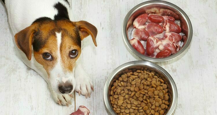 Healthy Food Choices For Pets