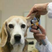 Keep your Doggie in Good Health