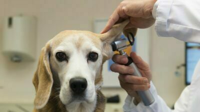 Keep your Doggie in Good Health