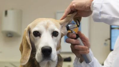Keep your Doggie in Good Health