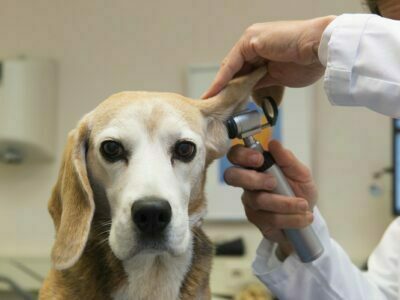Keep your Doggie in Good Health