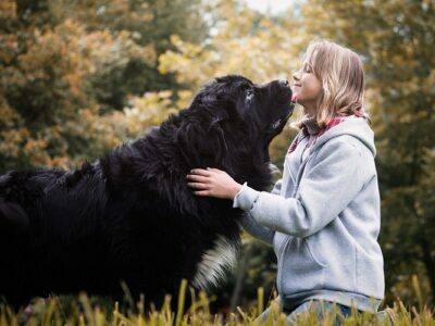 Large Breed Dogs Which Make Great Family Pets