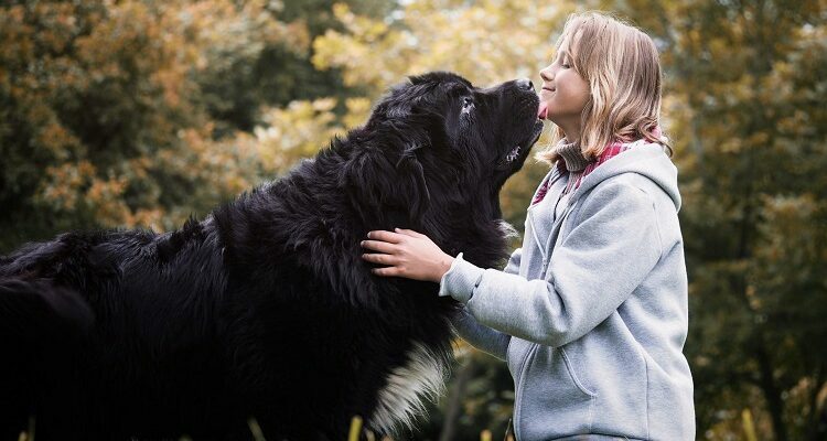 Large Breed Dogs Which Make Great Family Pets