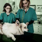 Learning Pet Care Insurance Can Save Big Dollars