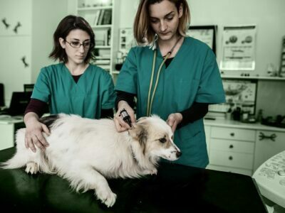 Learning Pet Care Insurance Can Save Big Dollars