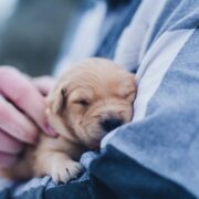 Pet Care – Help Make Your Pet Feel Special Pet Care – Help Make Your Pet Feel Special