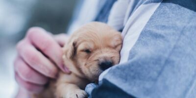 Pet Care – Help Make Your Pet Feel Special
