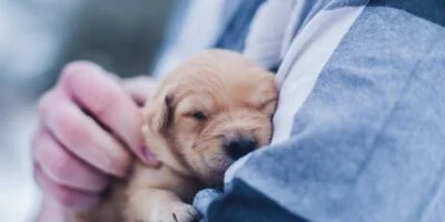 Pet Care – Help Make Your Pet Feel Special