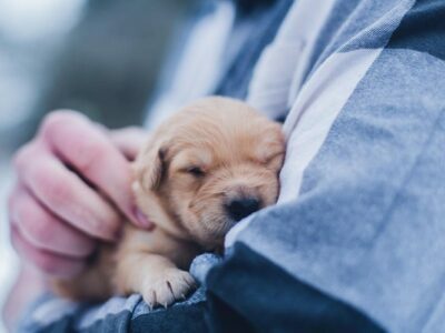 Pet Care – Help Make Your Pet Feel Special