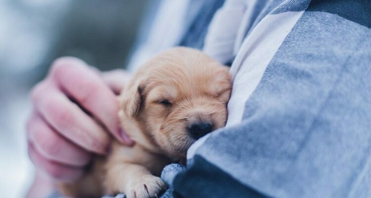 Pet Care – Help Make Your Pet Feel Special Pet Care – Help Make Your Pet Feel Special