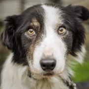 Pet Care – It Is All About Attempting to concentrate on Your Canine’s Instincts