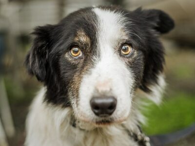 Pet Care – It Is All About Attempting to concentrate on Your Canine’s Instincts