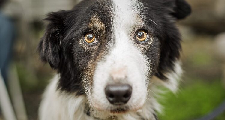 Pet Care – It Is All About Attempting to concentrate on Your Canine’s Instincts Pet Care – It Is All About Attempting to concentrate on Your Canine’s Instincts
