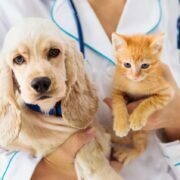 Pet Health Care Insurance