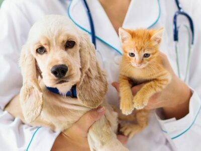Pet Health Care Insurance