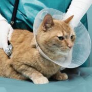 Pet Medical Care Insurance Plan – Avoid Unpredicted Charges