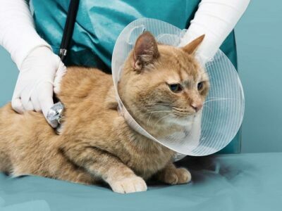 Pet Medical Care Insurance Plan – Avoid Unpredicted Charges