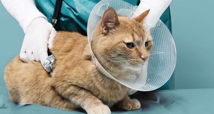 Pet Medical Care Insurance Plan – Avoid Unpredicted Charges Pet Medical Care Insurance Plan – Avoid Unpredicted Charges