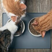 Selecting A Healthy Diet Plan For The Dog