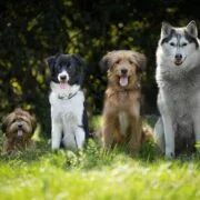Top 5 Dog Breeds That Make the Perfect Protection Dogs