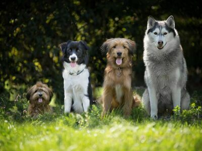 Top 5 Dog Breeds That Make the Perfect Protection Dogs