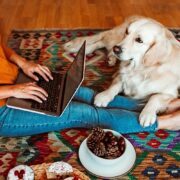 Understand how to Take Proper care of Your Pet
