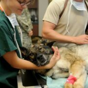 Veterinary Health Secrets