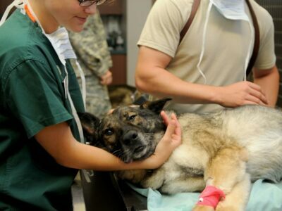 Veterinary Health Secrets Veterinary Health Secrets