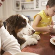 What Are the Best Treats and Food for Your Puppy or Dog