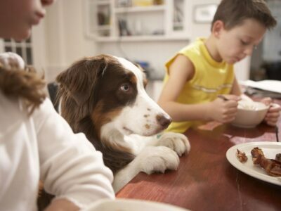 What Are the Best Treats and Food for Your Puppy or Dog