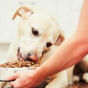 Which kind of Pet Food to offer to Your Pet