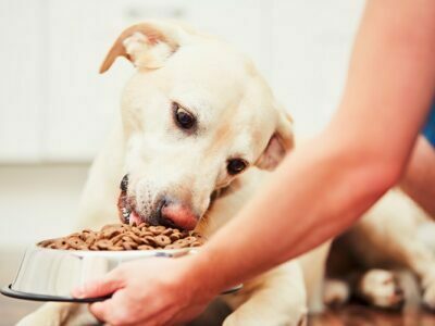 Which kind of Pet Food to offer to Your Pet Which kind of Pet Food to offer to Your Pet