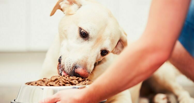 Which kind of Pet Food to offer to Your Pet