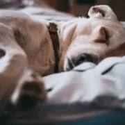 Cancer in Dogs