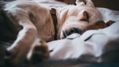 Symptoms and Treatment of Cancer in Dogs Cancer in Dogs