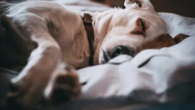 Cancer in Dogs