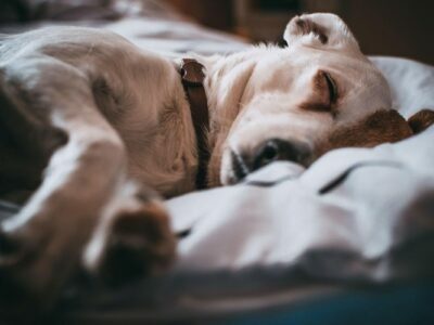 Cancer in Dogs