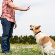 Dog Needs Training