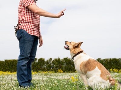 Dog Needs Training
