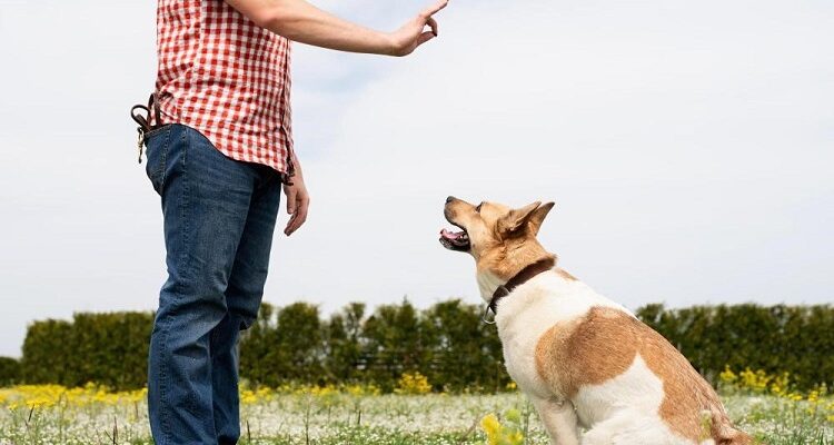 10 Reasons Why Your Dog Needs Training Dog Needs Training