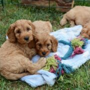 Cockapoo Puppies