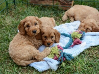 Cockapoo Puppies